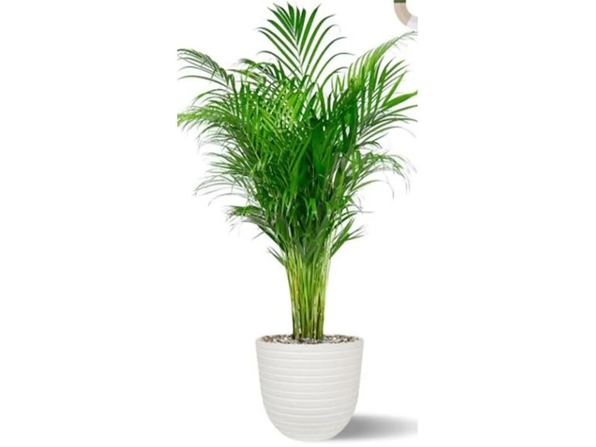 Areca palm in een witte pot met ribbels
